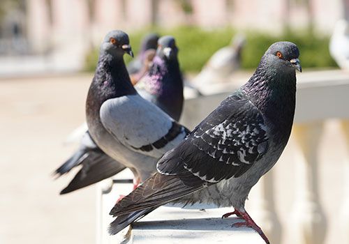 Effective Bird Pest Control: Solutions to Keep Birds at Bay