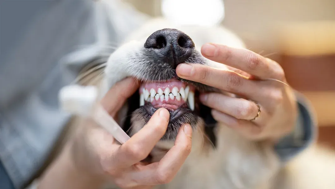 DIY Dog Teeth Cleaning Tips: Simple Steps for Happy Teeth
